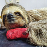 bicho preguiça no hospital veterinário vitta
