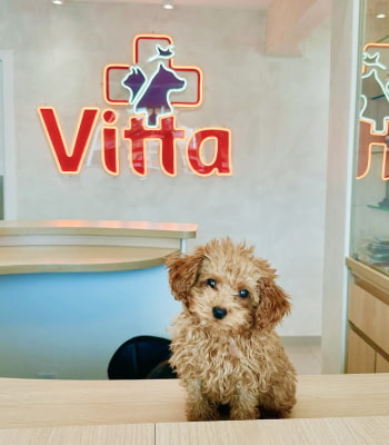 cachorrinho no hospital veterinário vitta