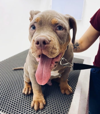 cachorro na clínica veterinária vitta