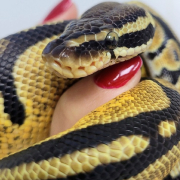 cobra no hospital veterinário vitta