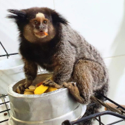 sagui no hospital veterinário vitta